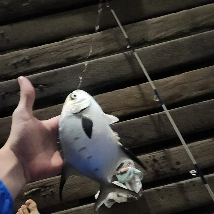 The most recent Permit catches on Fishbrain