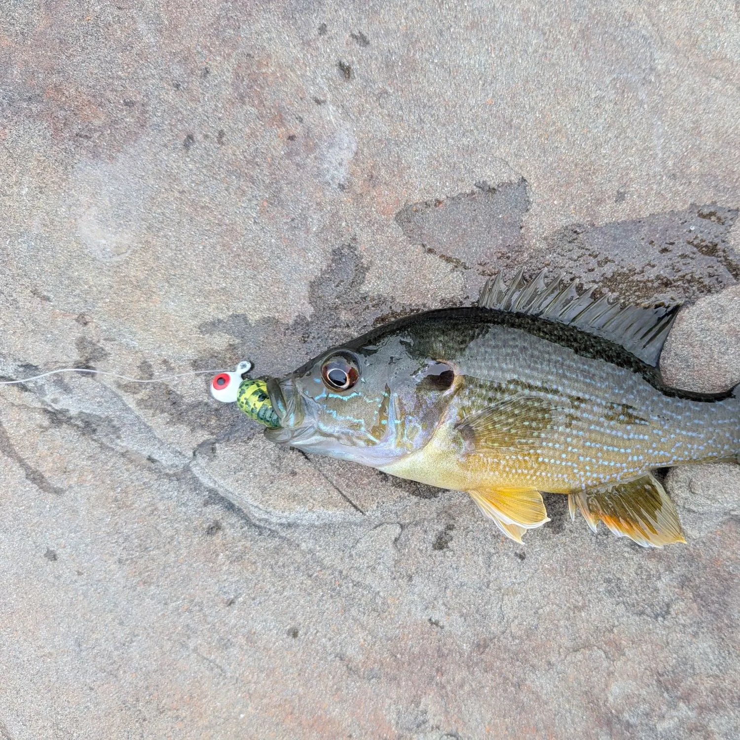 Green sunfish caught on Fishbrain
