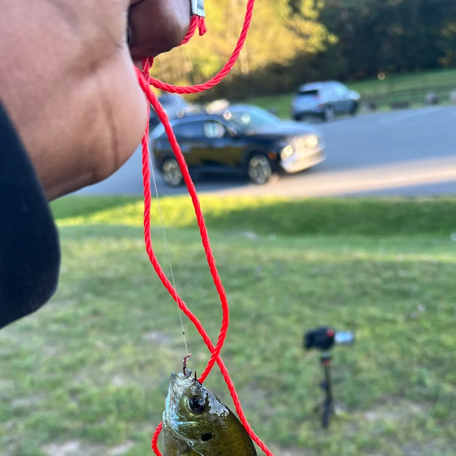 Bluegill caught on Fishbrain