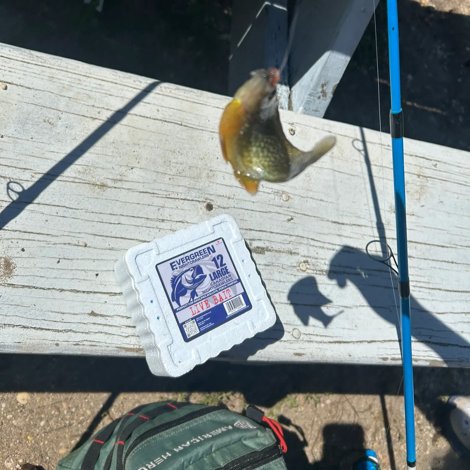 The most recent Pumpkingill hybrid catches on Fishbrain