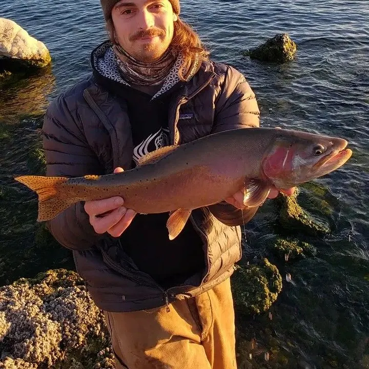 Cutthroat trout caught on Fishbrain