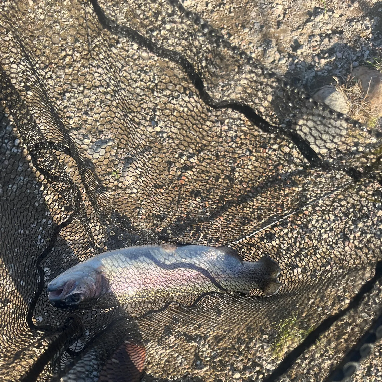 Rainbow trout caught on Fishbrain