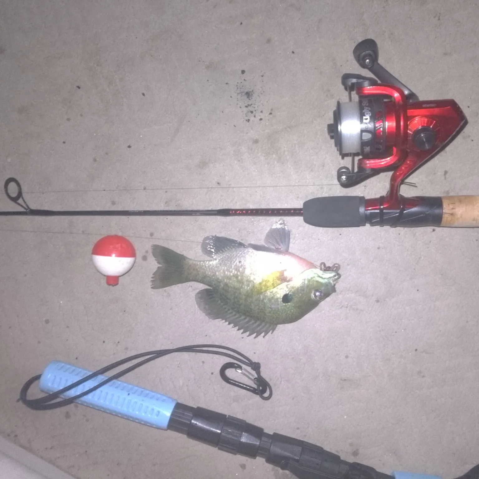 recently logged catches