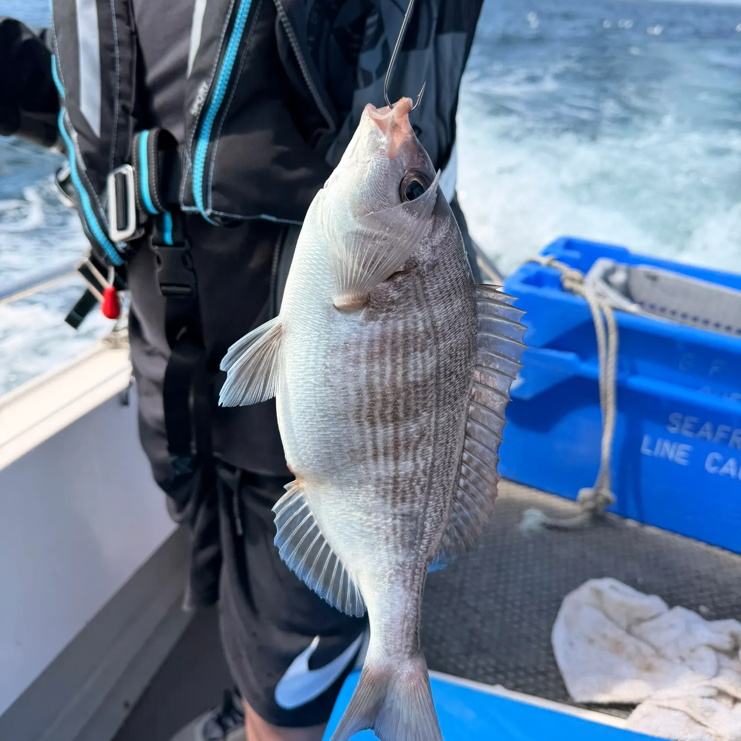 The most recent Black seabream catches on Fishbrain