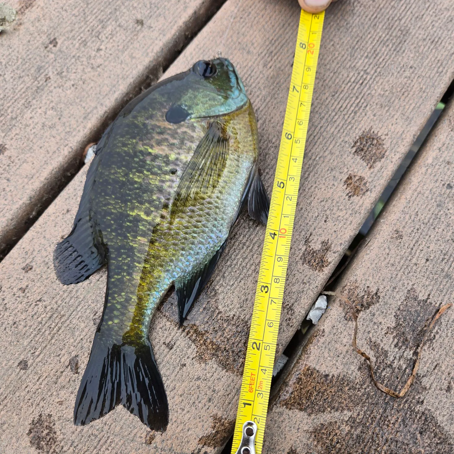 Bluegill caught on Fishbrain