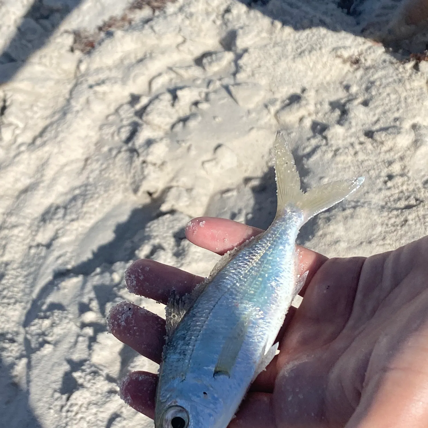 The most recent Slender mojarra catches on Fishbrain