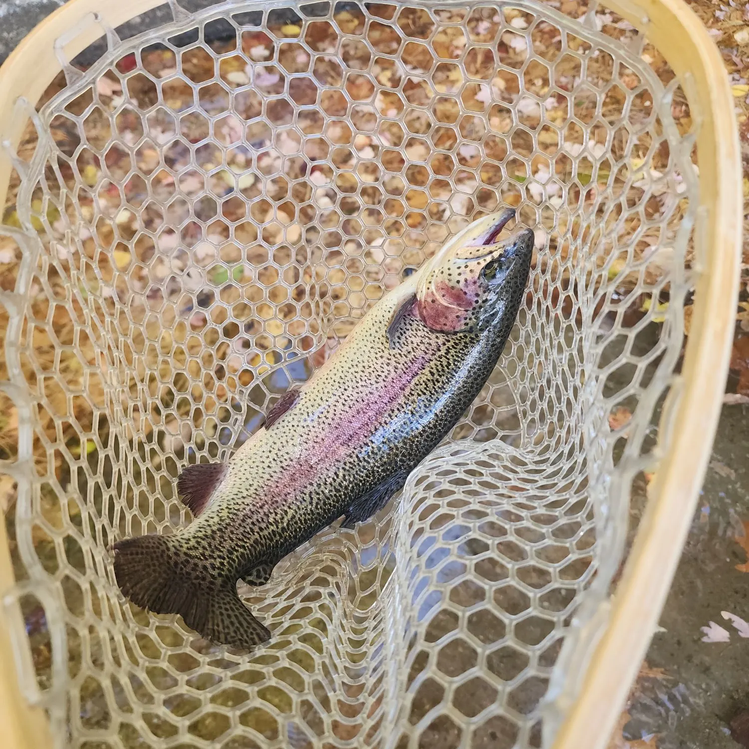 Rainbow trout caught on Fishbrain