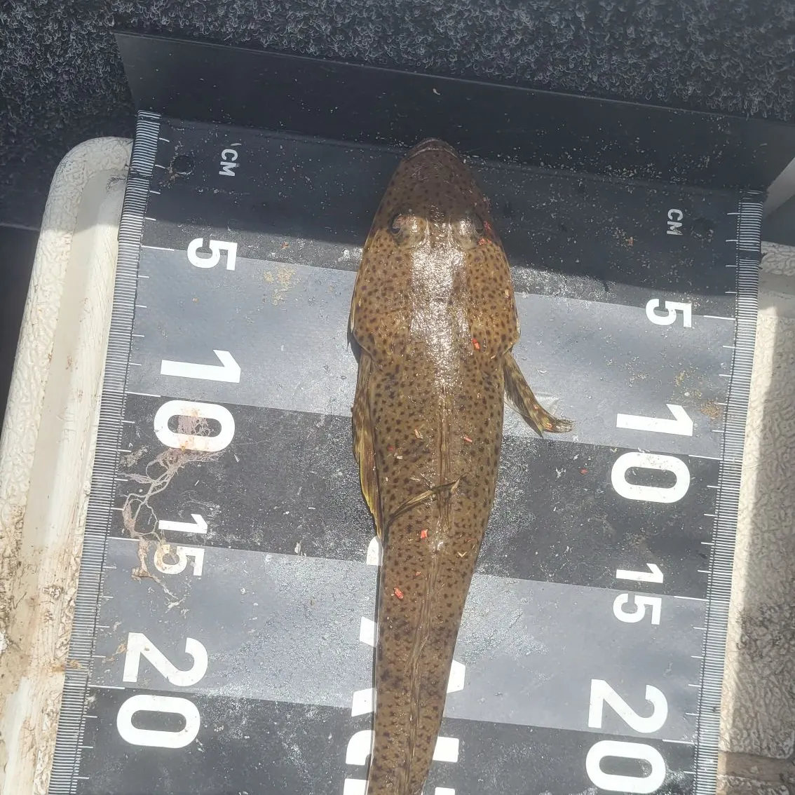 The most recent Blue-spotted flathead catches on Fishbrain
