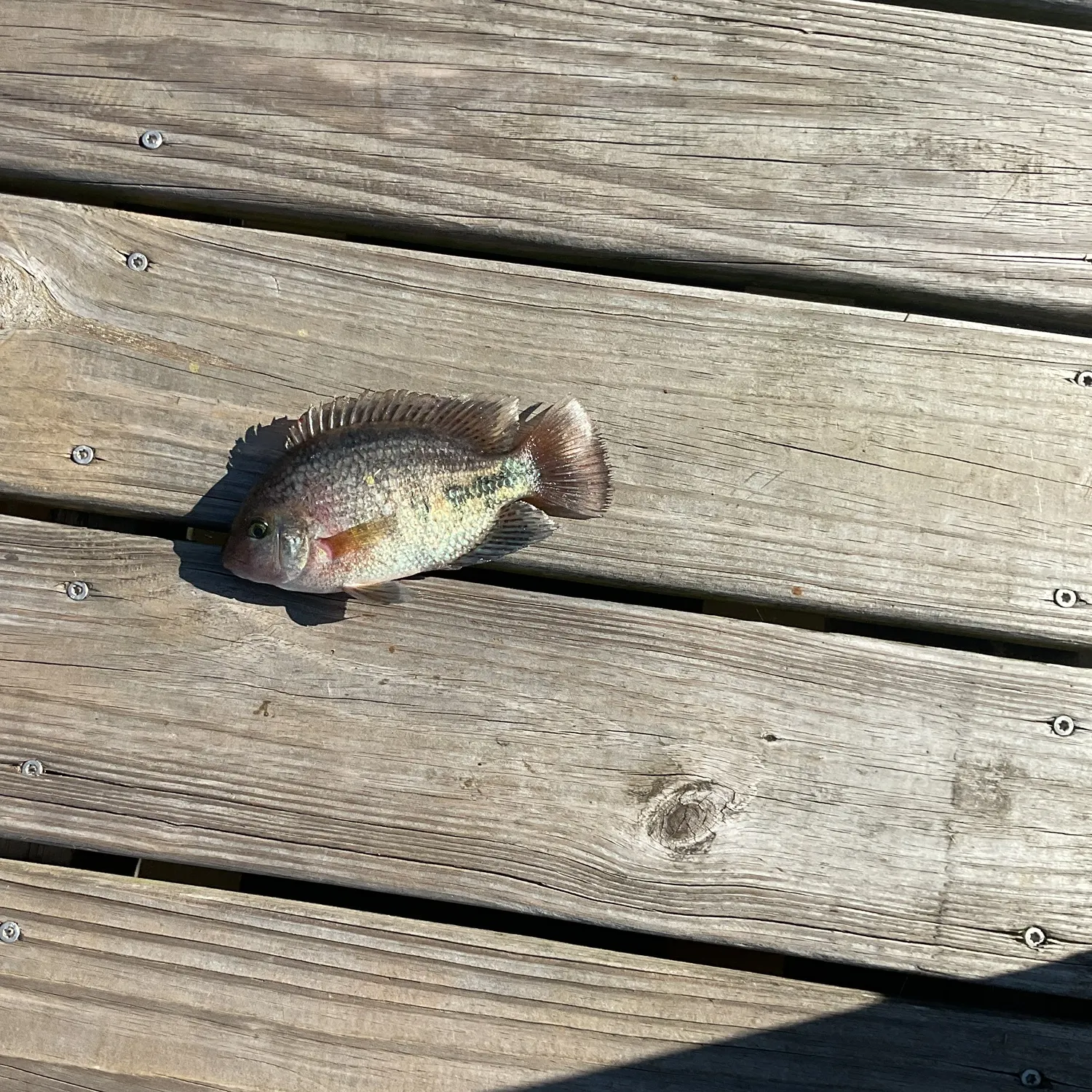The most recent Redbelly tilapia catches on Fishbrain