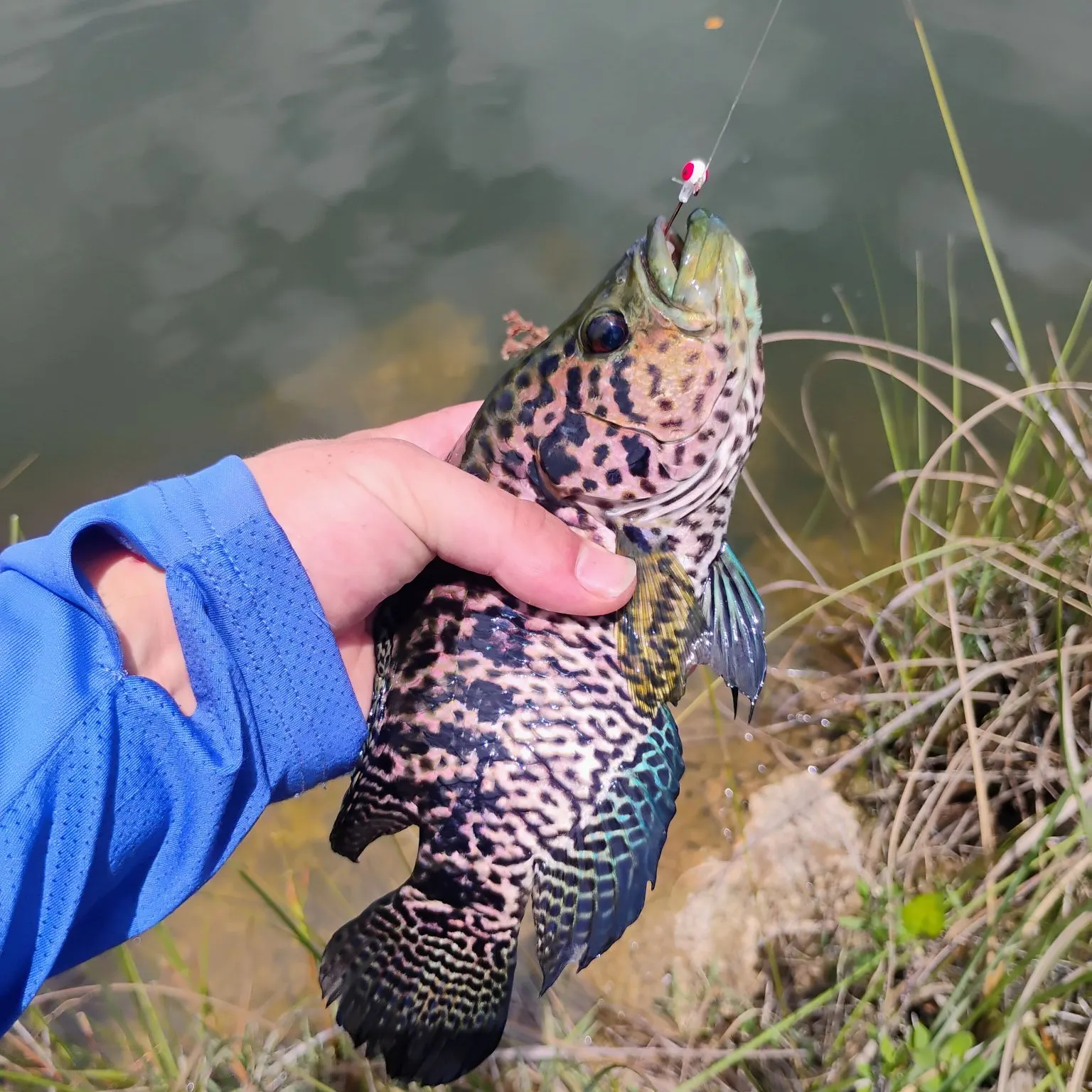 The most recent Jaguar cichlid catches on Fishbrain