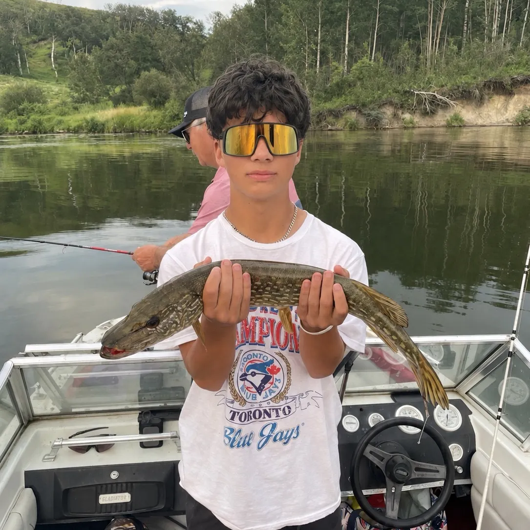 Northern pike caught on Fishbrain