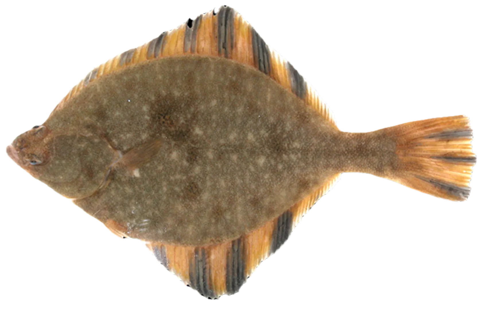 Starry flounder