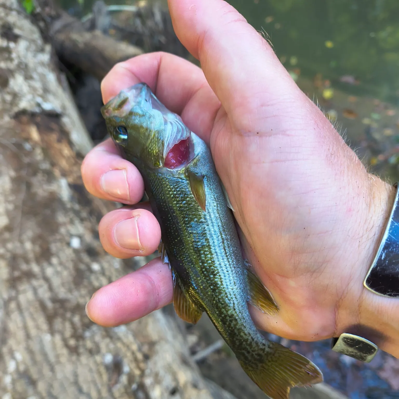 The most recent Redeye bass catches on Fishbrain