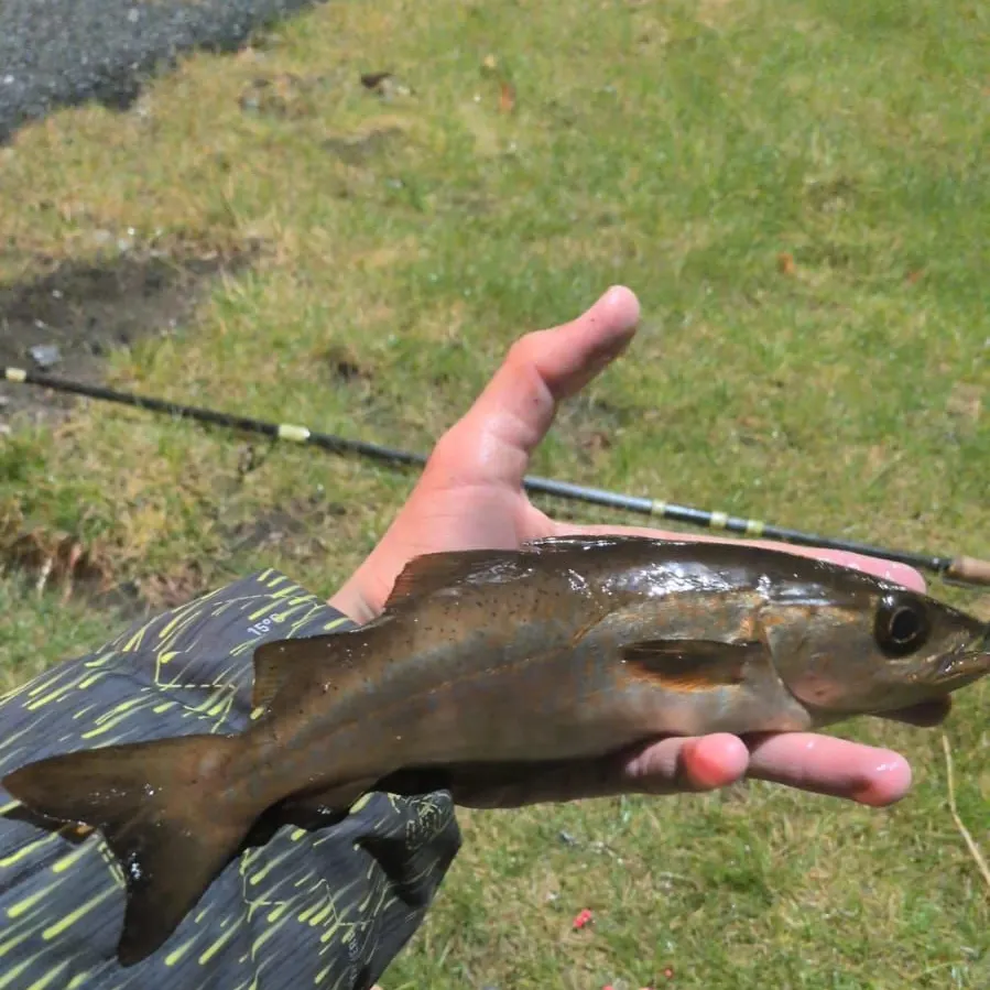 Pollack caught on Fishbrain
