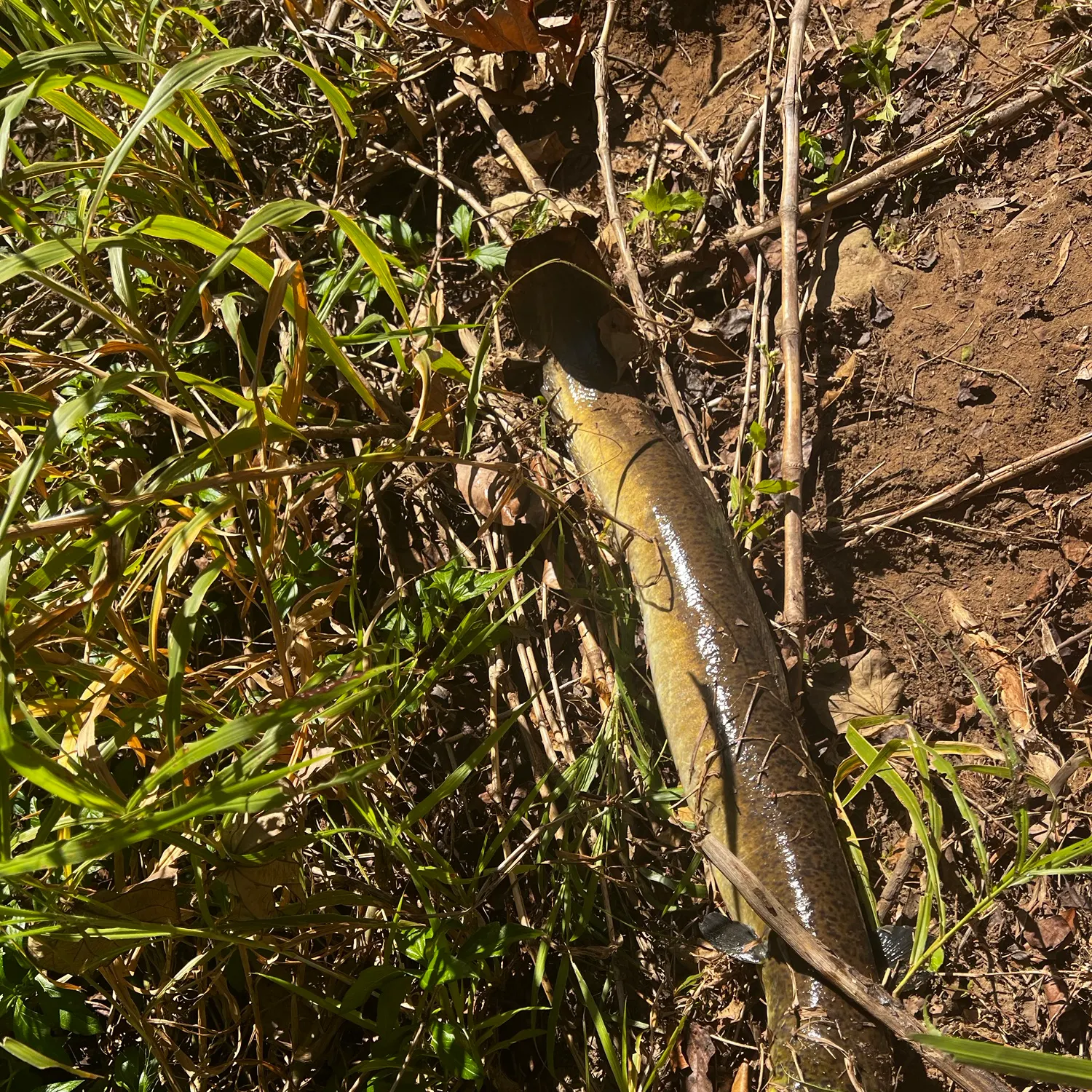Speckled longfin eel caught on Fishbrain