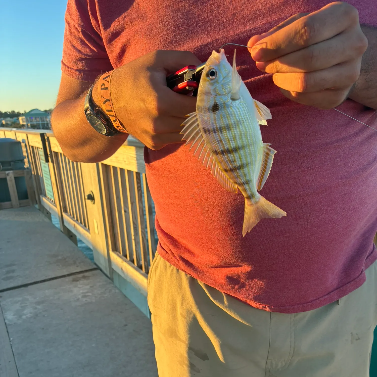 Pinfish caught on Fishbrain