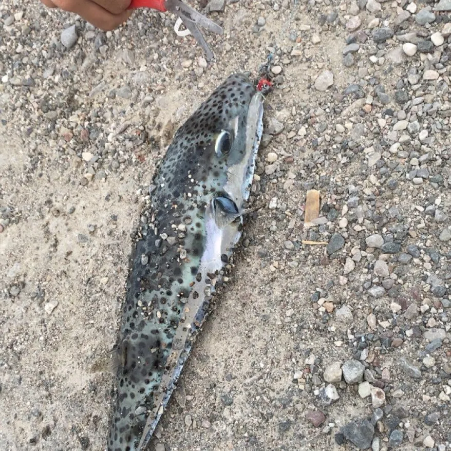 Fish caught on Fishbrain