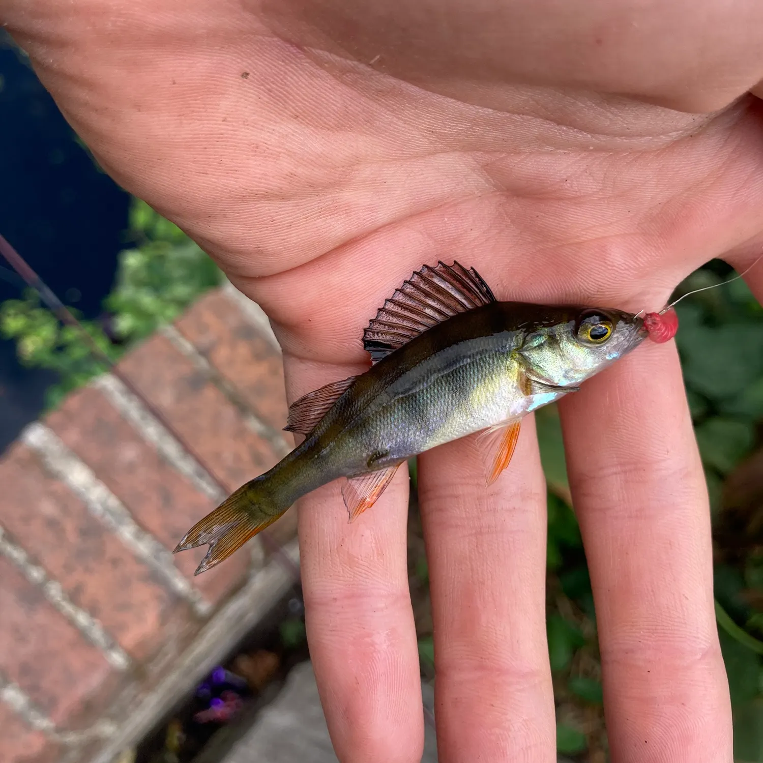 European perch caught on Fishbrain
