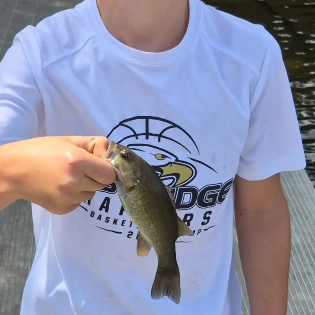 Smallmouth bass caught on Fishbrain