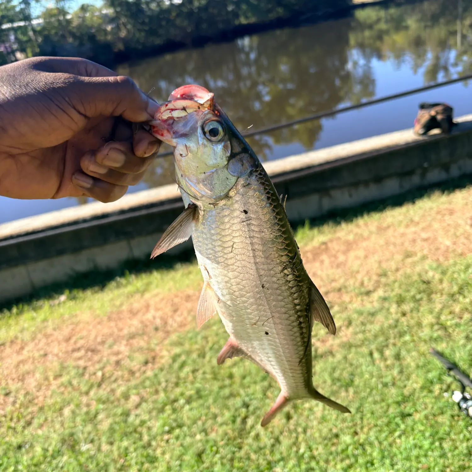 Tarpon caught on Fishbrain