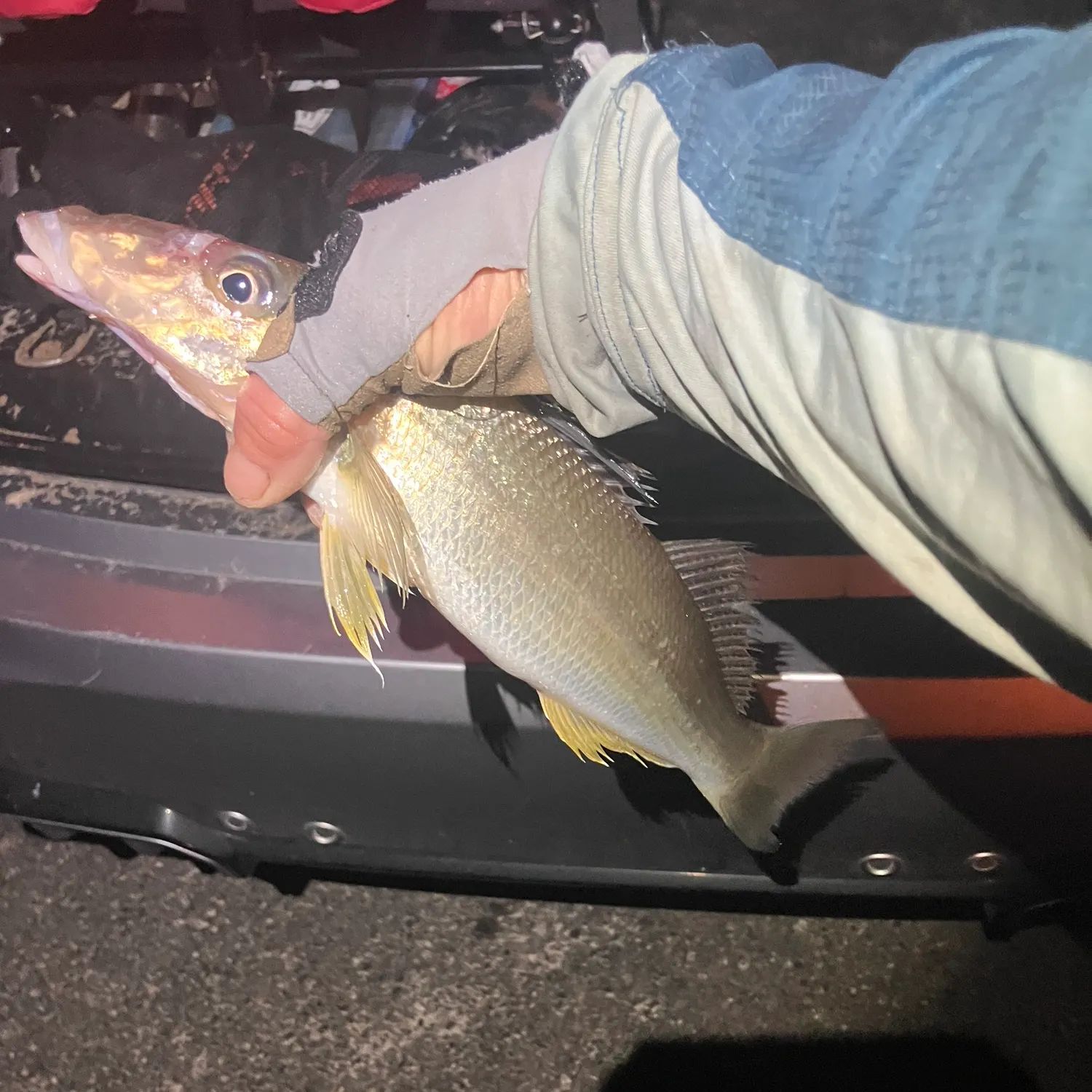 The most recent Sand sillago catches on Fishbrain