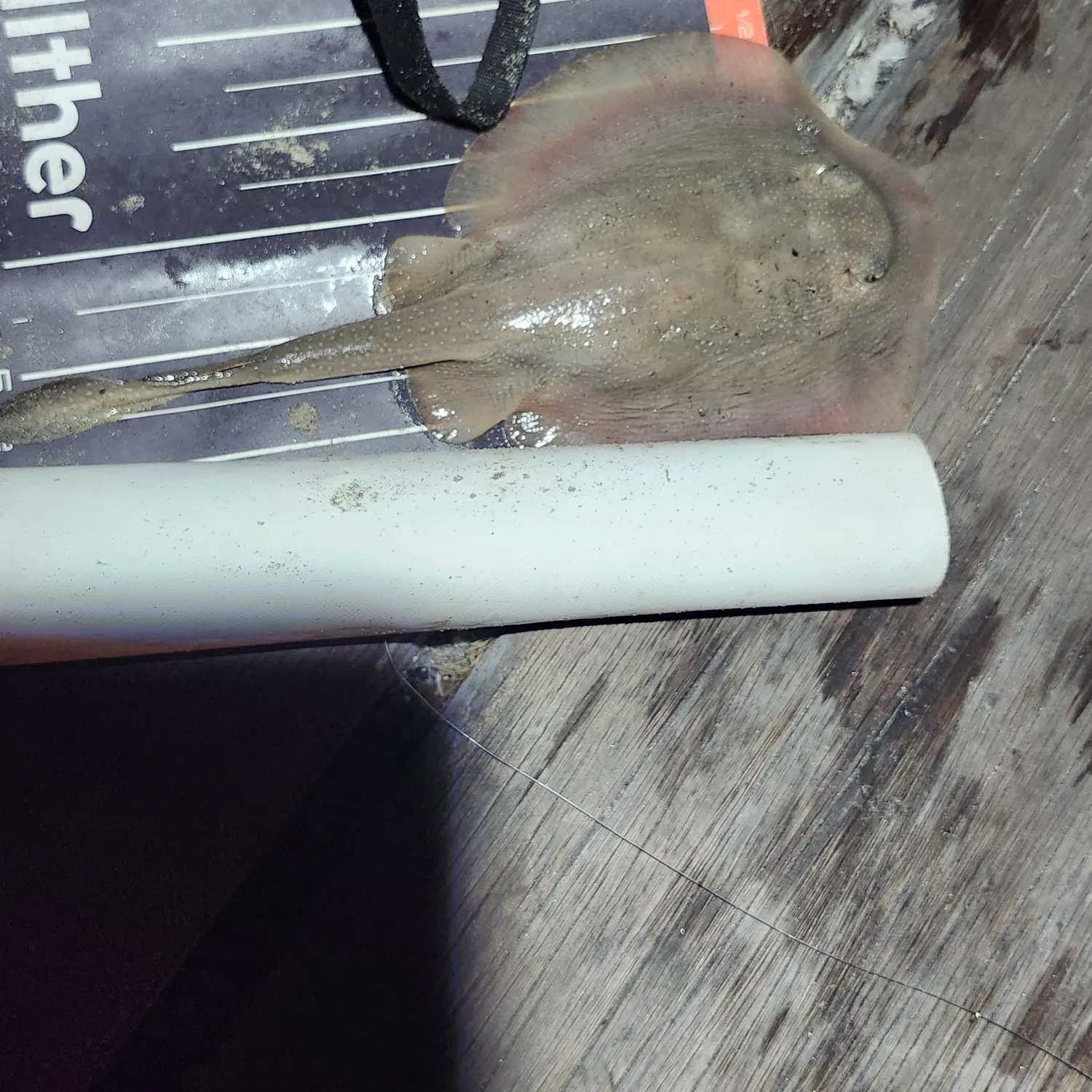 Haller's round ray caught on Fishbrain