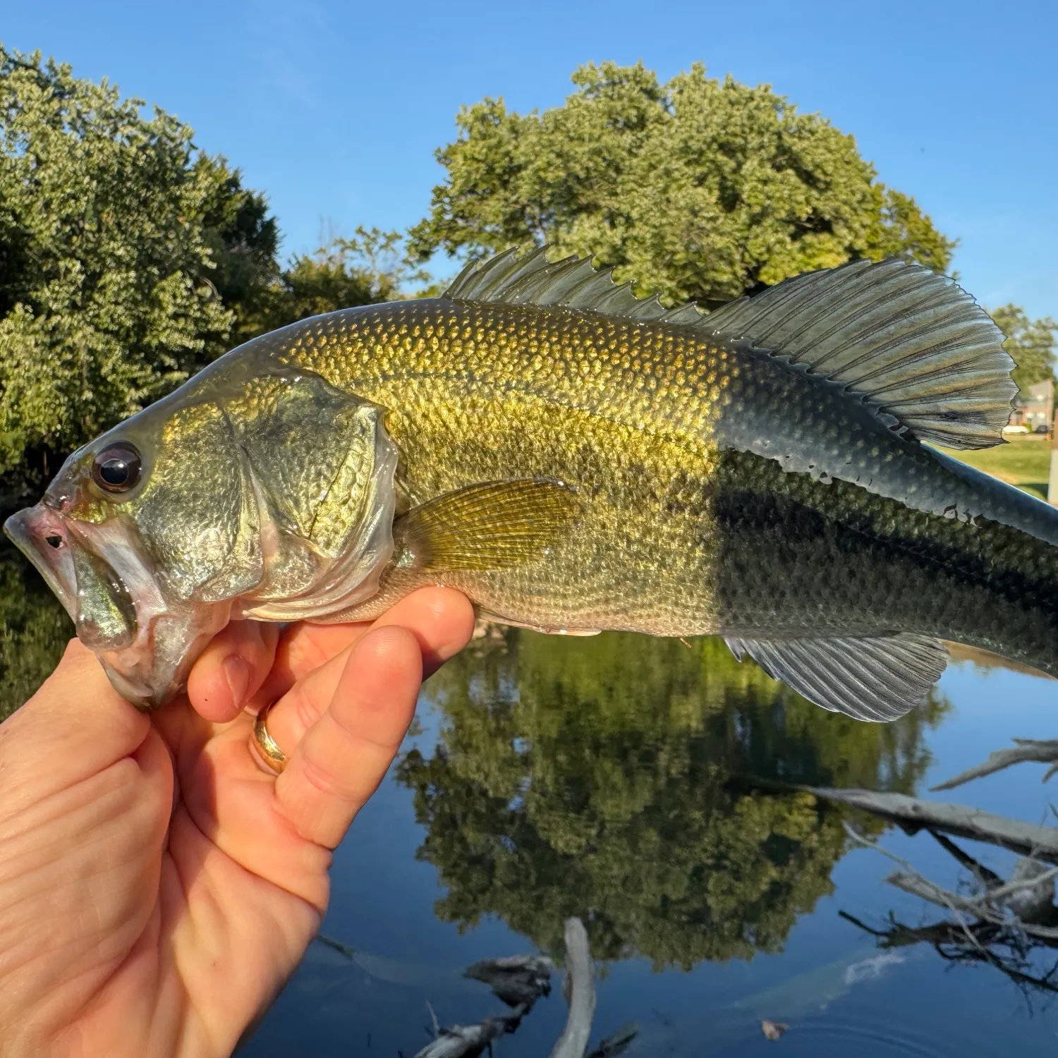 Largemouth bass caught on Fishbrain
