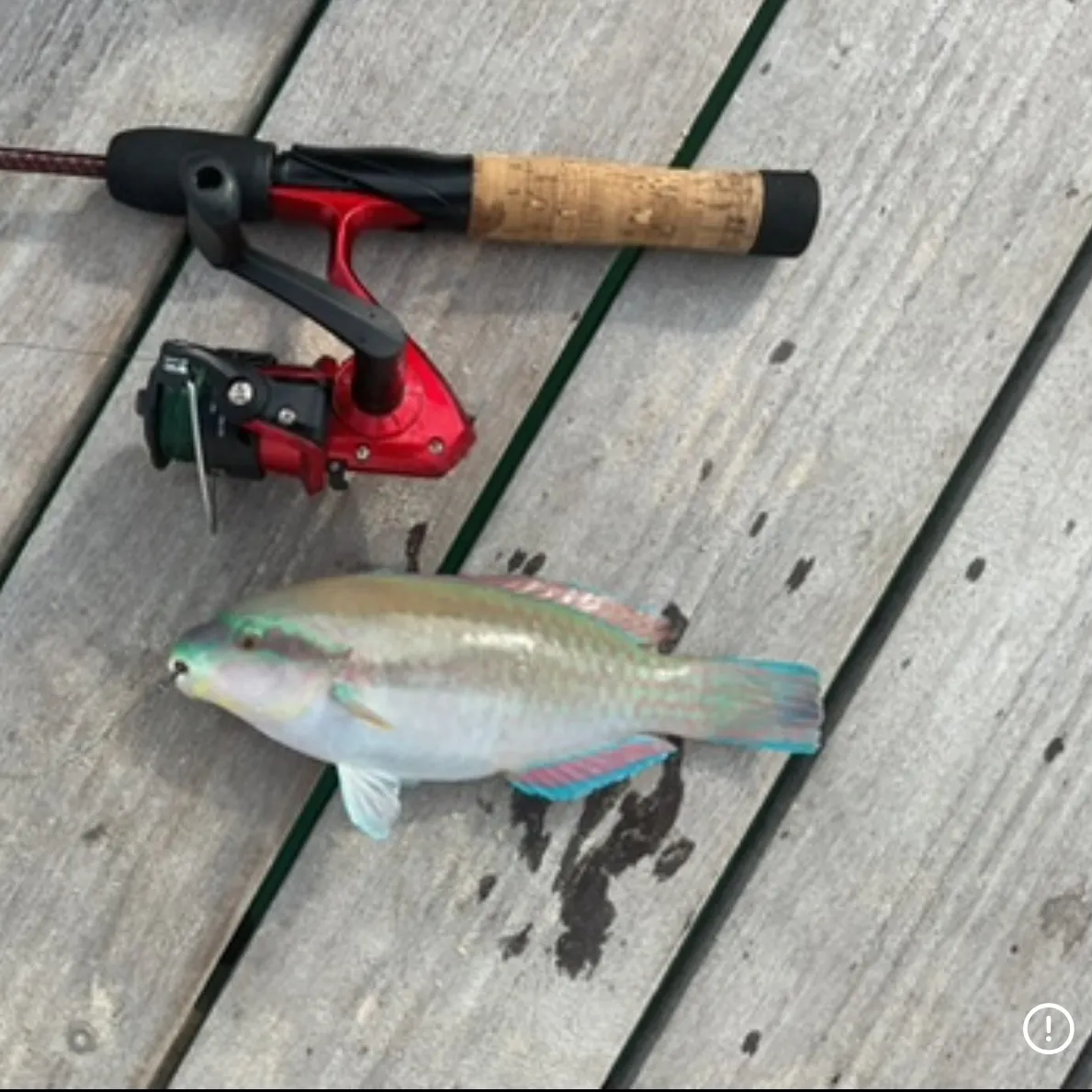 The most recent Rainbow parrotfish catches on Fishbrain