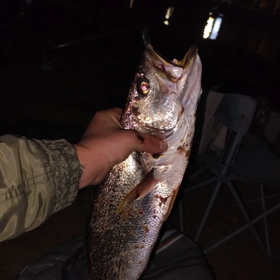 The most recent Gray weakfish catches on Fishbrain
