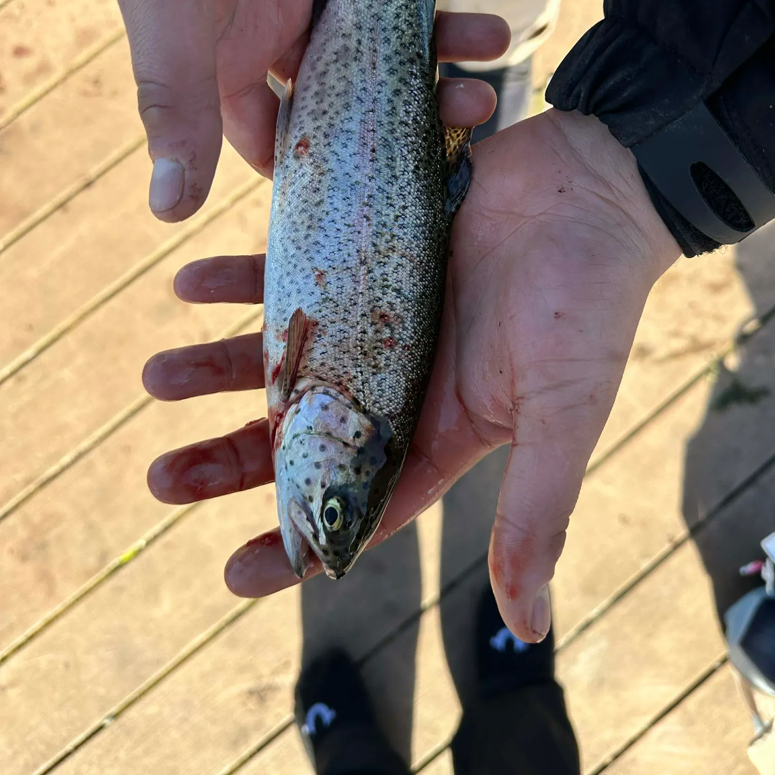 The most recent Rainbow trout catches on Fishbrain