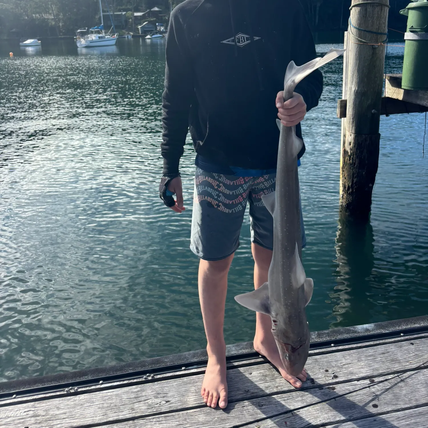 The most recent Gummy shark catches on Fishbrain
