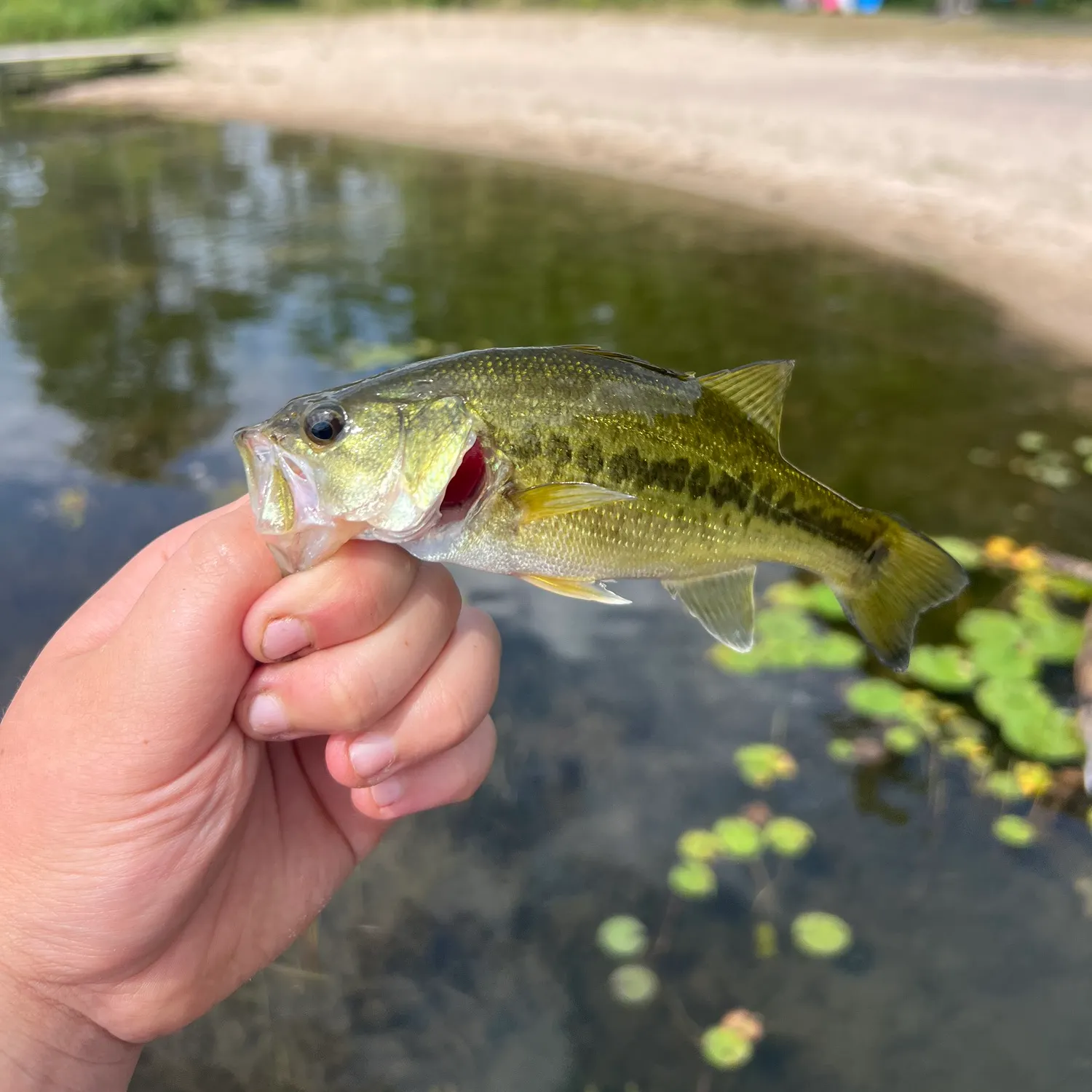 Largemouth bass caught on Fishbrain