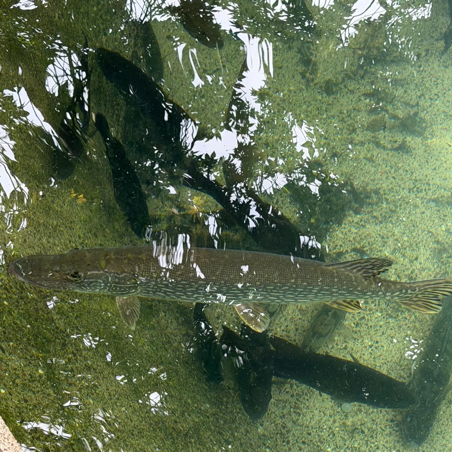 Northern pike caught on Fishbrain