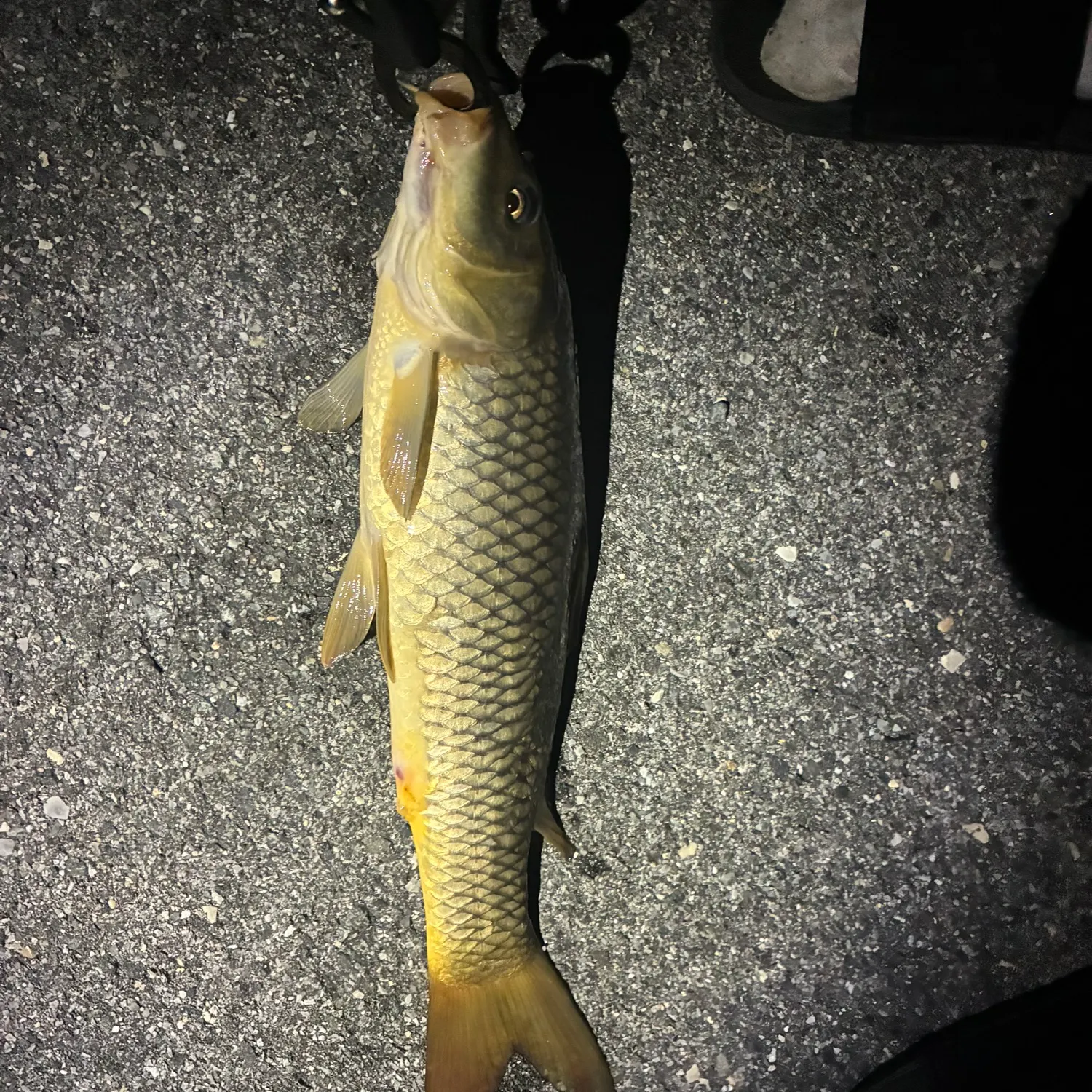 Common carp caught on Fishbrain