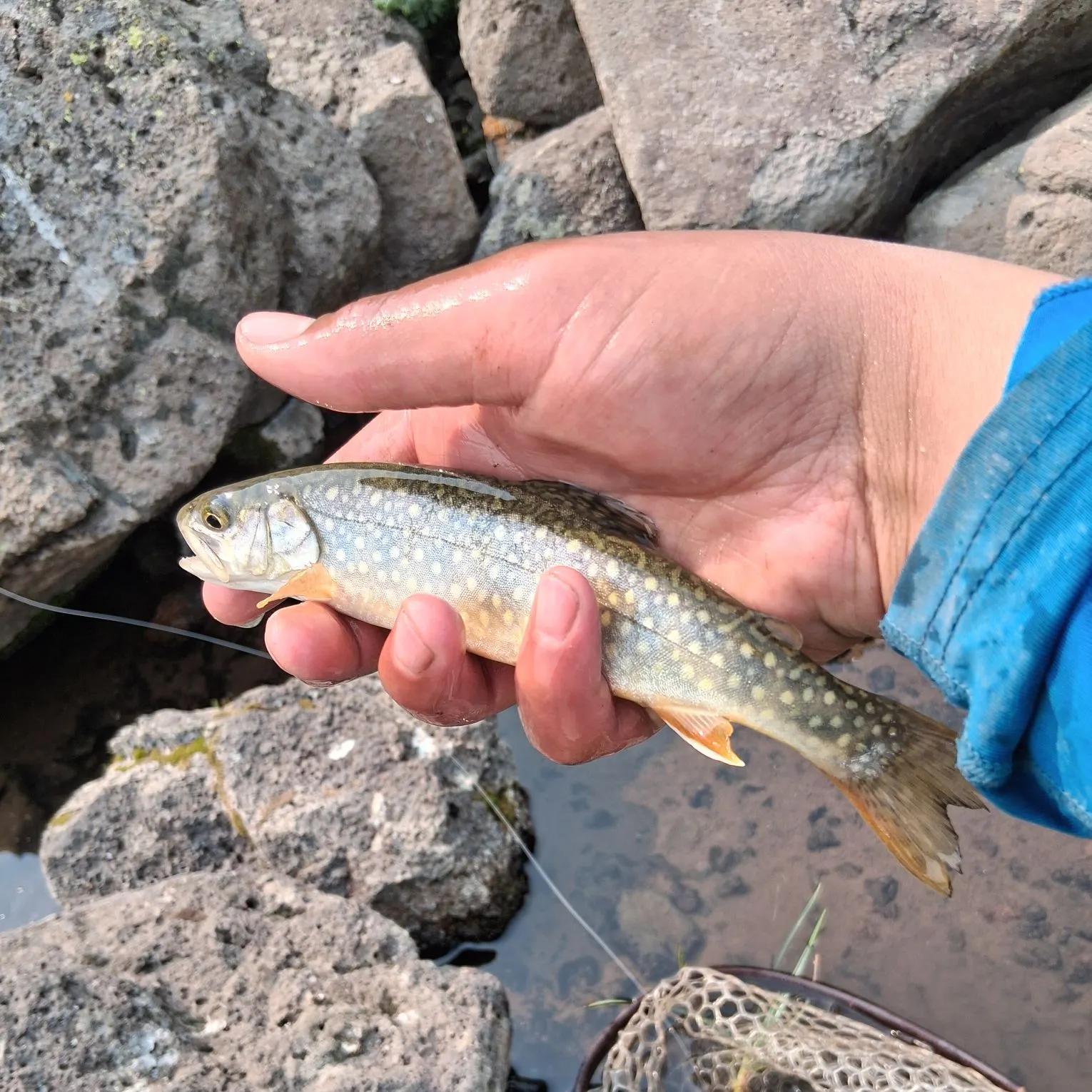 The most recent Splake catches on Fishbrain