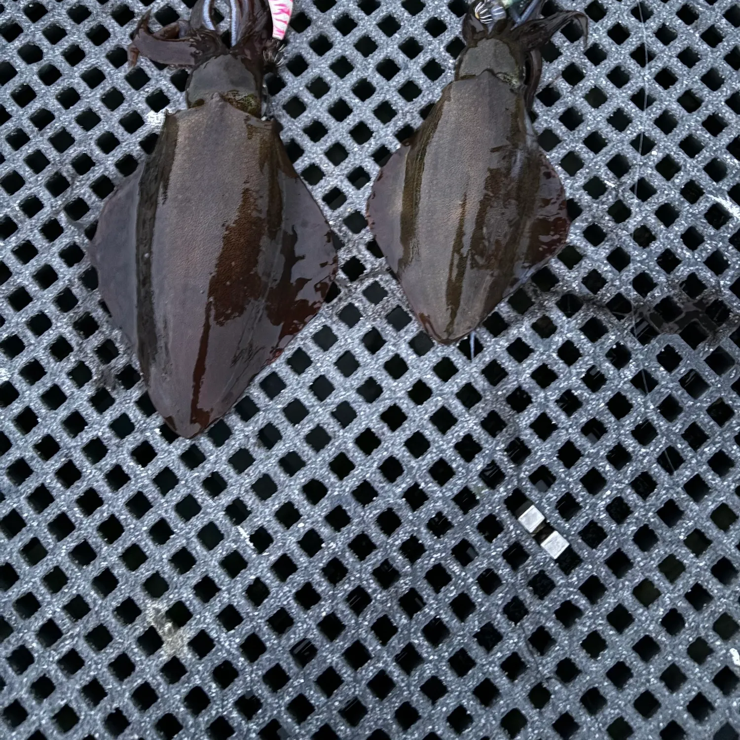 The most recent Southern calamari catches on Fishbrain