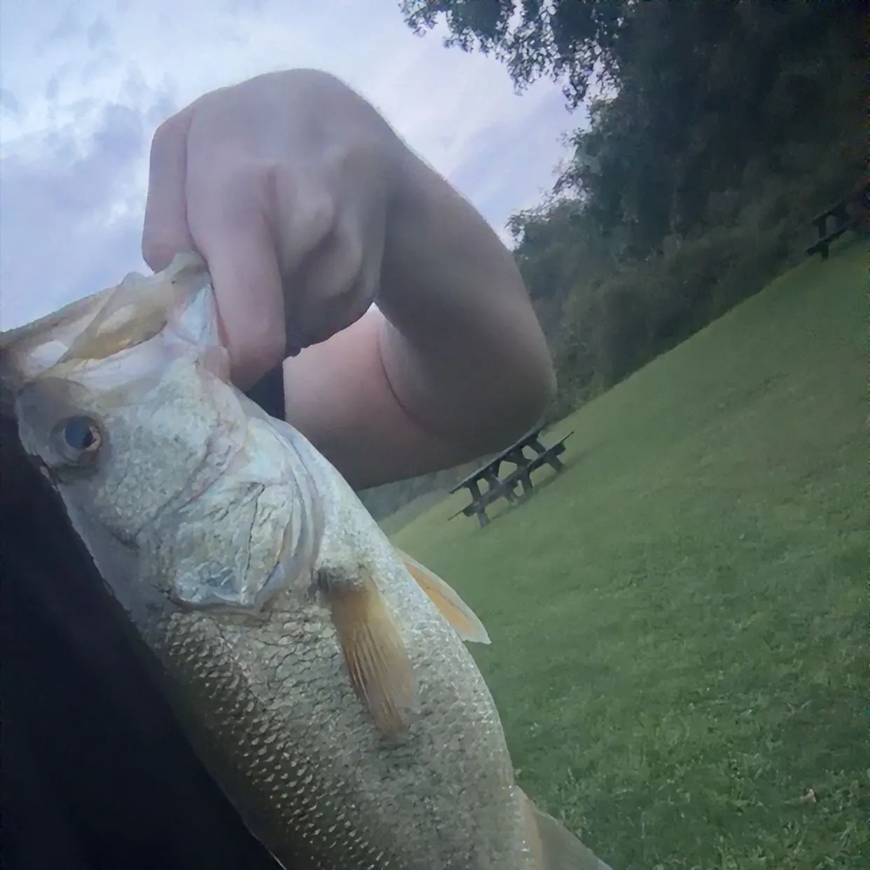 Largemouth bass caught on Fishbrain