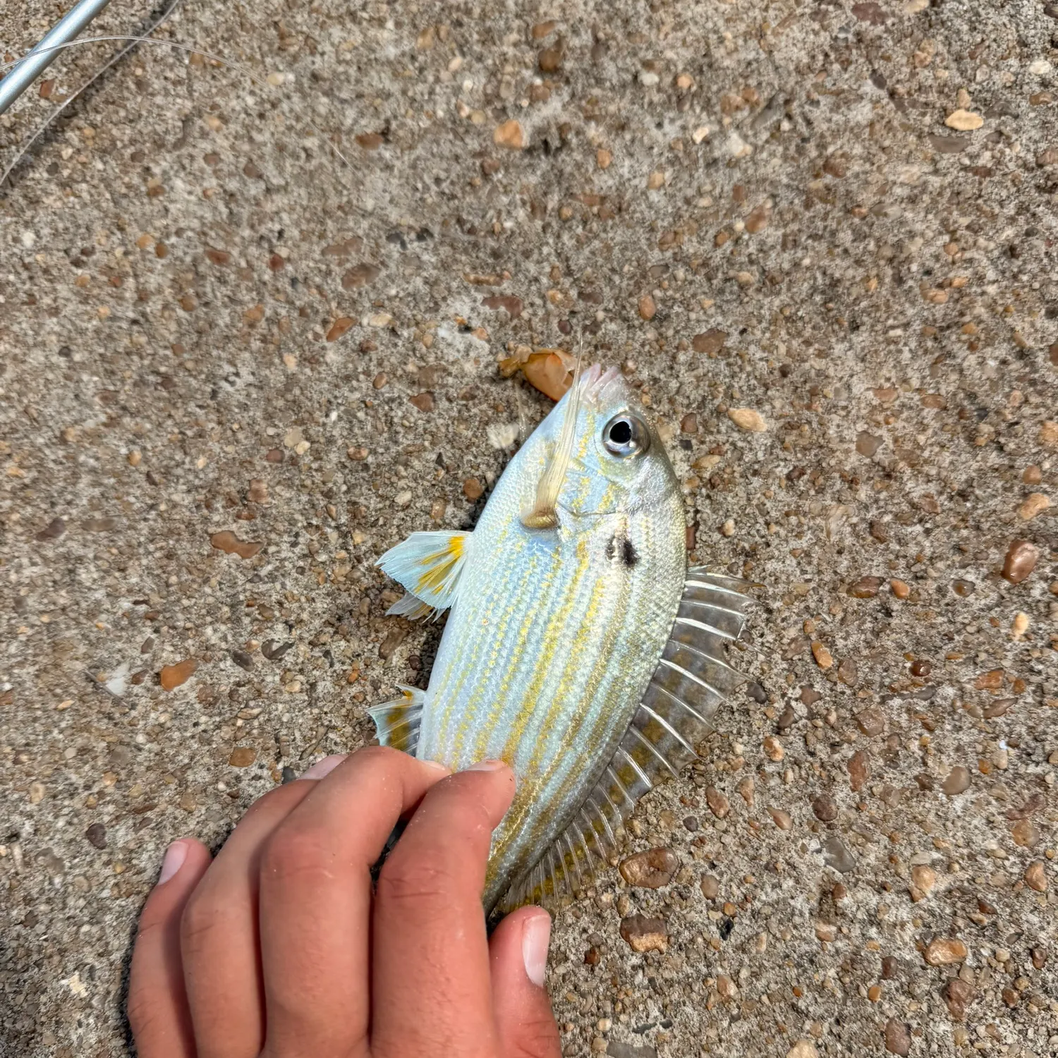 Pinfish caught on Fishbrain