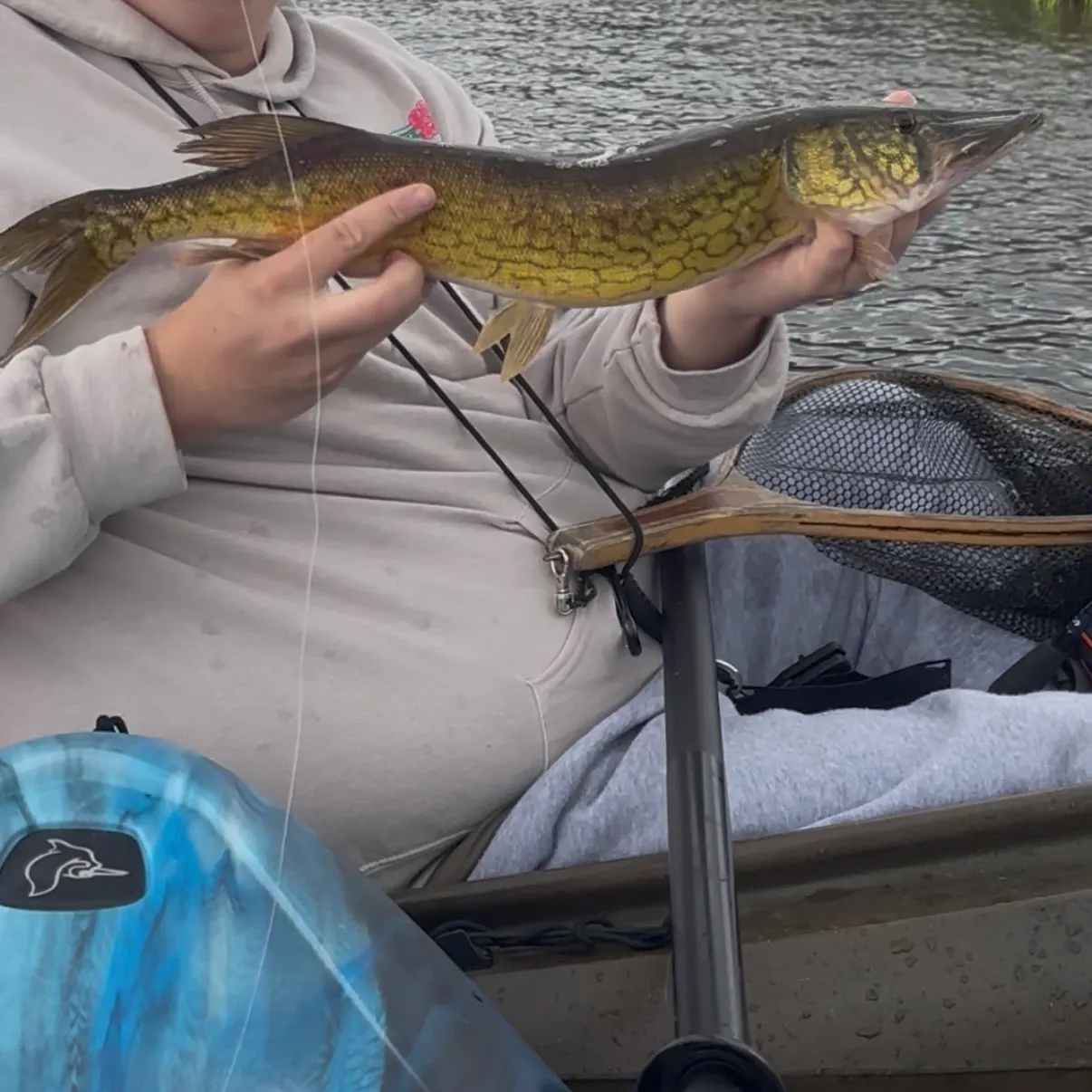Chain pickerel caught on Fishbrain