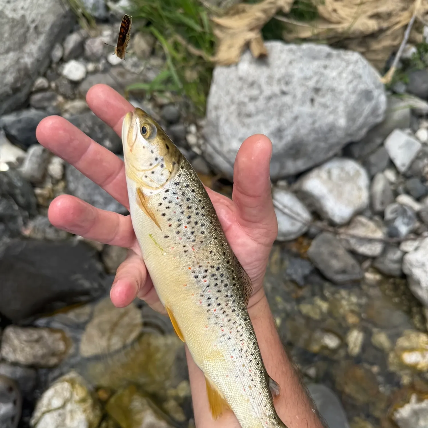 Brown trout caught on Fishbrain