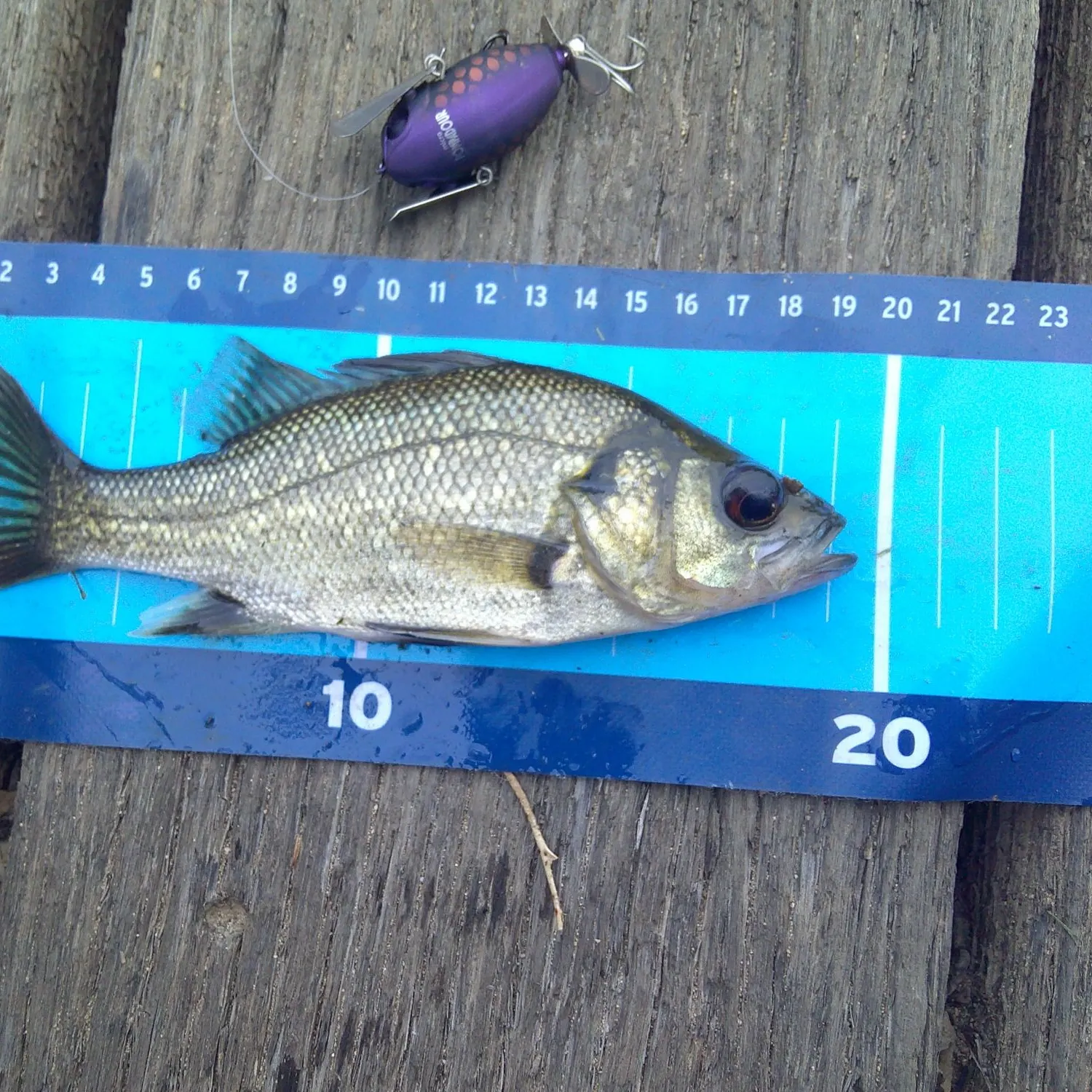 The most recent Australian bass catches on Fishbrain