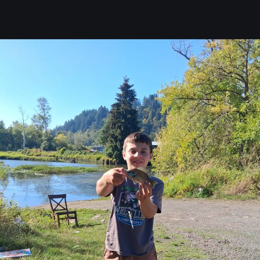 Pumpkinseed caught on Fishbrain