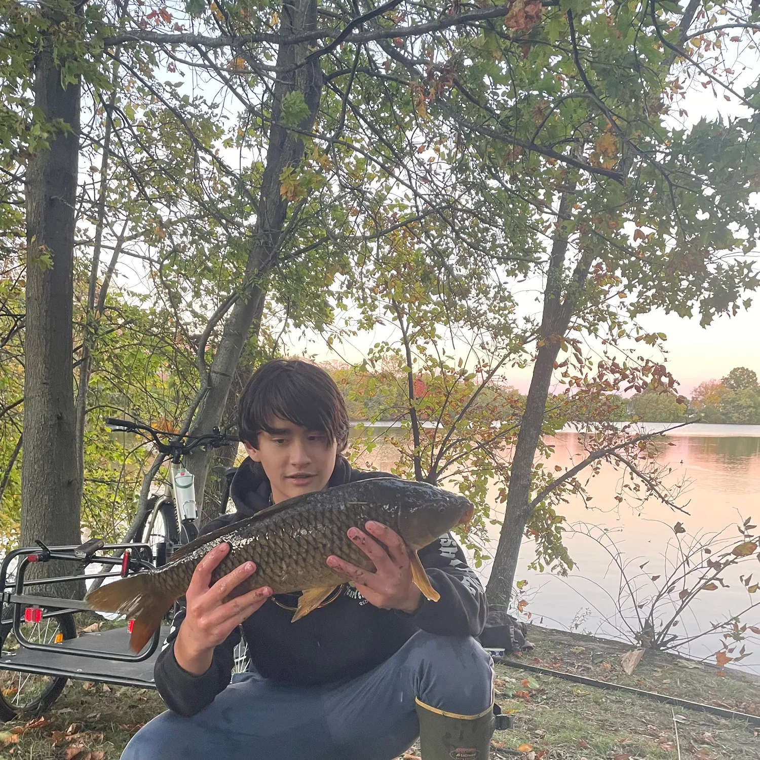 Common carp caught on Fishbrain