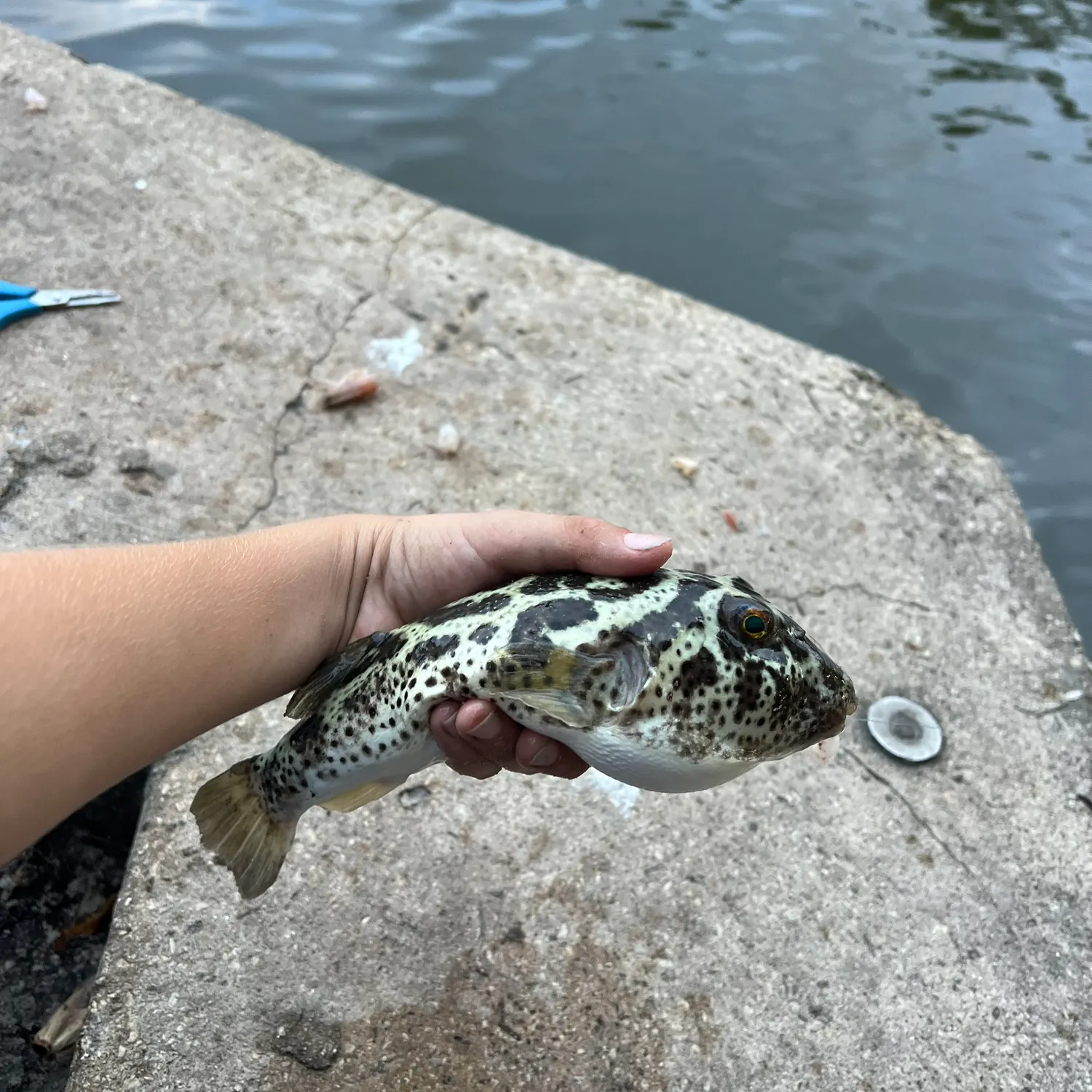 The most recent Checkered puffer catches on Fishbrain