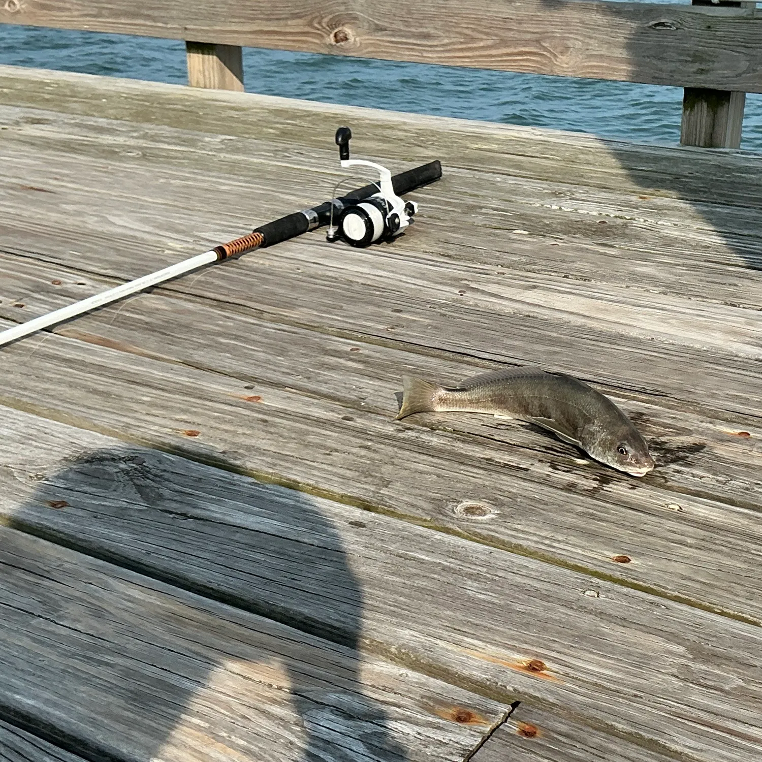Fish caught on Fishbrain