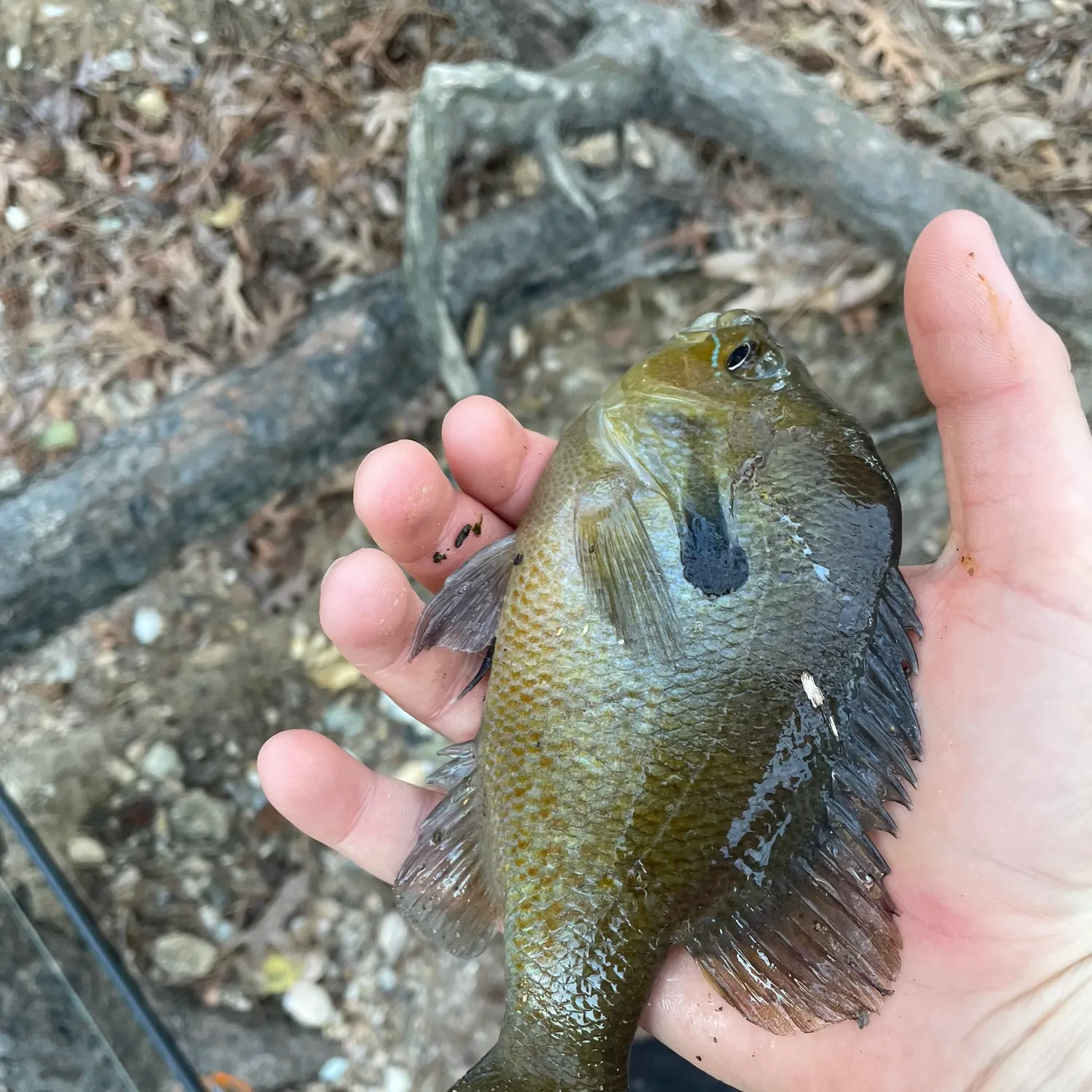 The most recent Dollar sunfish catches on Fishbrain