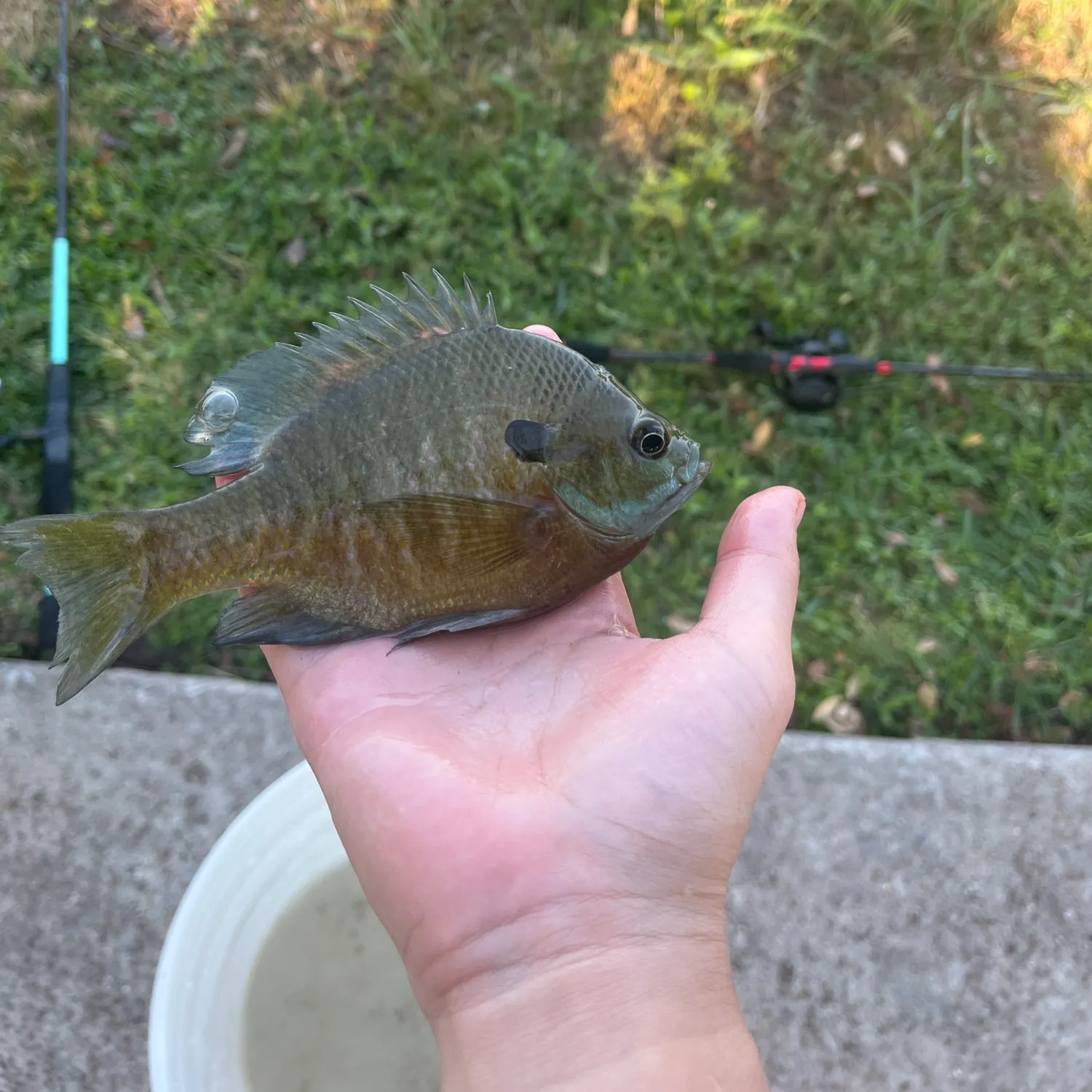 Bluegill caught on Fishbrain