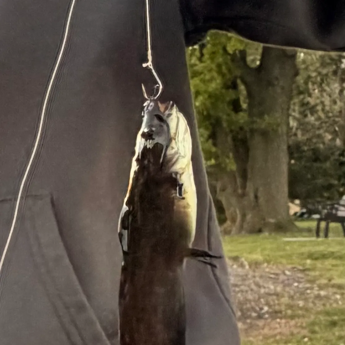 Black bullhead caught on Fishbrain