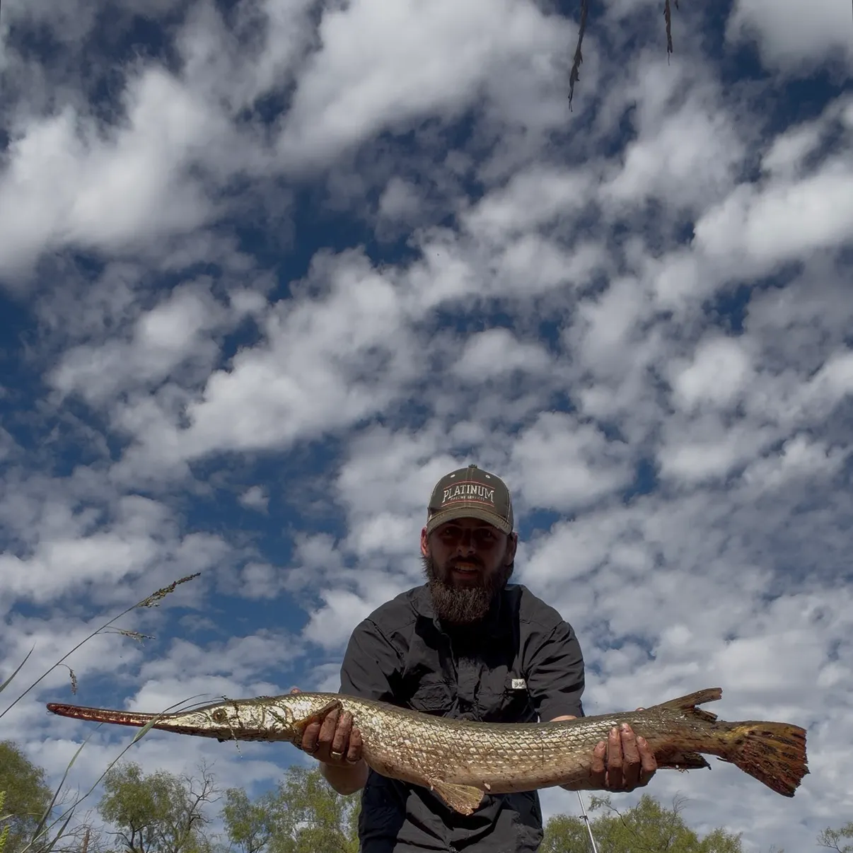 Longnose gar caught on Fishbrain