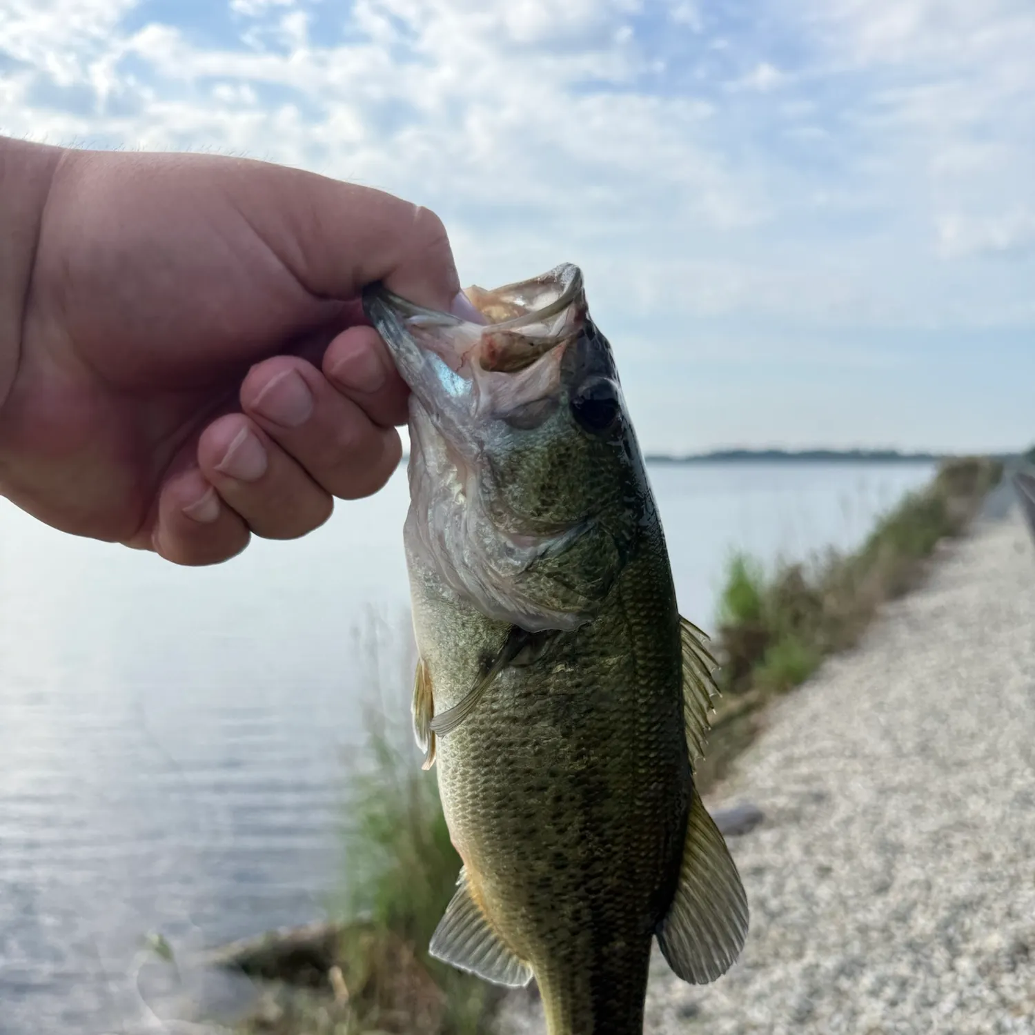 Largemouth bass caught on Fishbrain